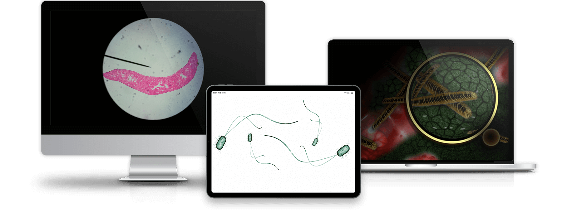 3D-Volumetric-Microorganism-Viewer solution